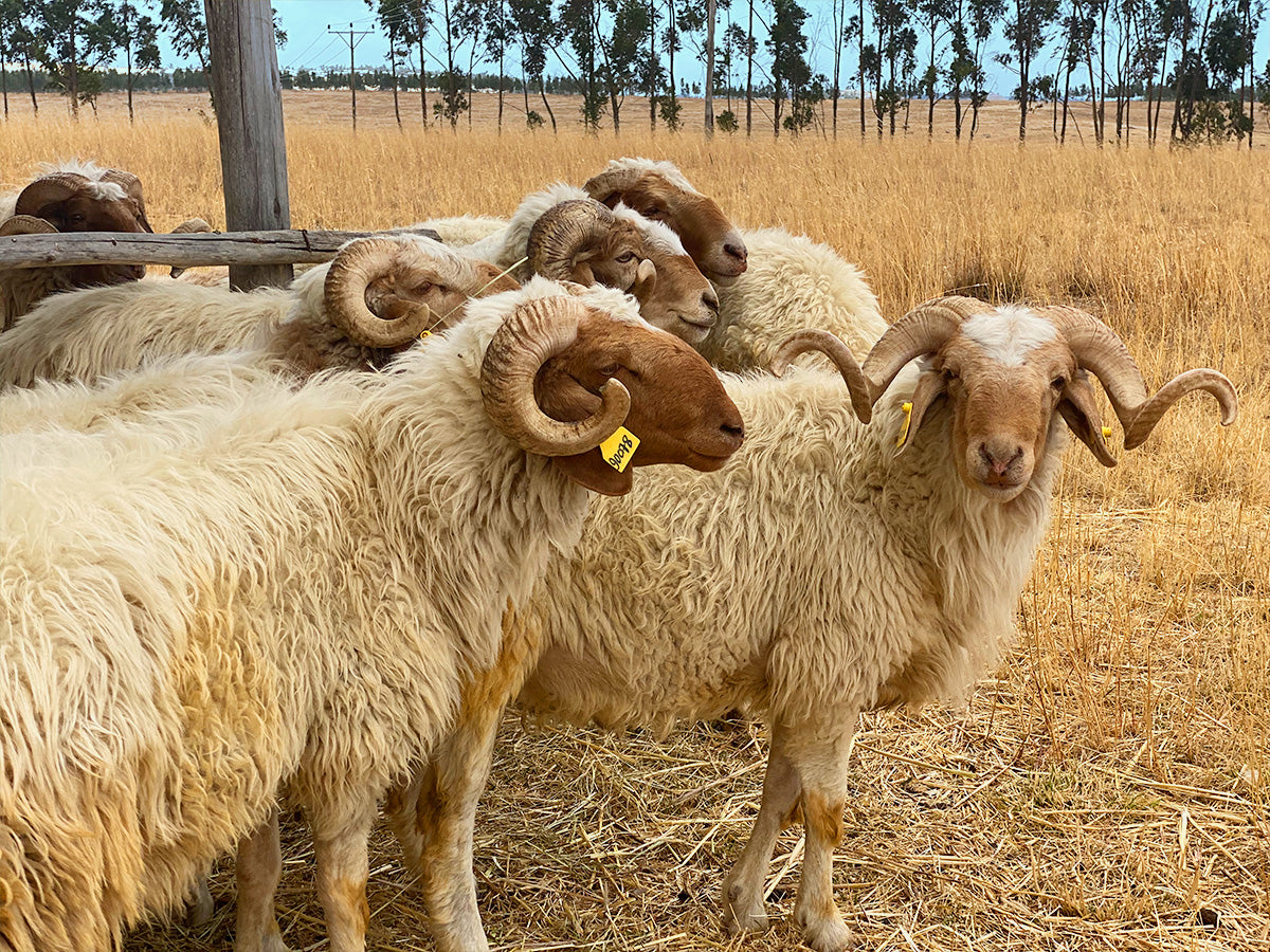 2|何百年も続くエチオピアの伝統に従って作られる、ハンドメイドの製造工程